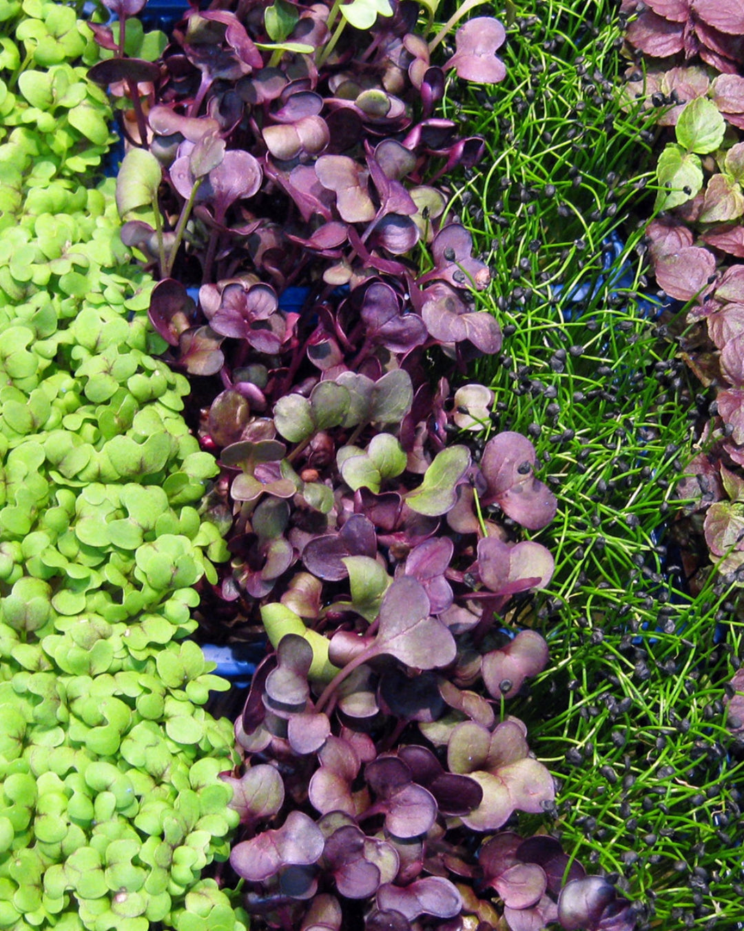 Urban Farming